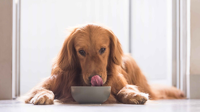 Dogs regularly beg to be given scraps from the table