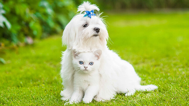 The Maltese will create little fuss for any cat