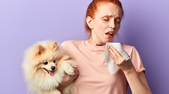 A woman is sneezing whilst holding a Pomeranian