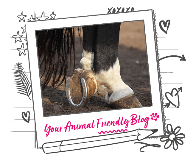 Why Do Horses Need Shoes? Animal Friends