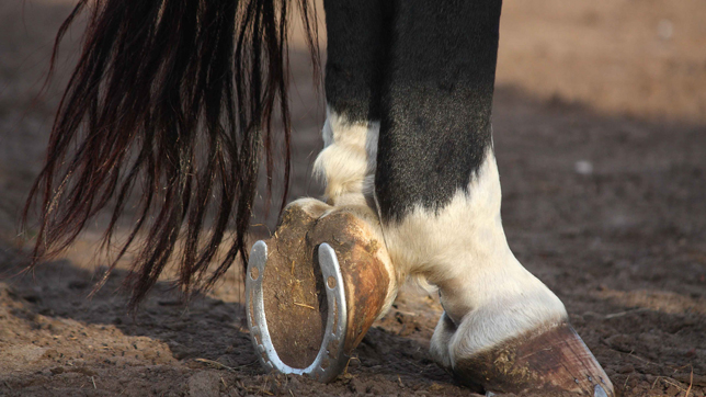 Details about   Simple shoes for horse hoof shoes shoes for horses show original title
