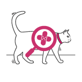 Accident only cover for cats