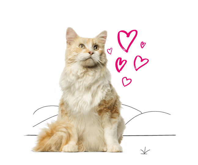 Older cat with illustrated love hearts