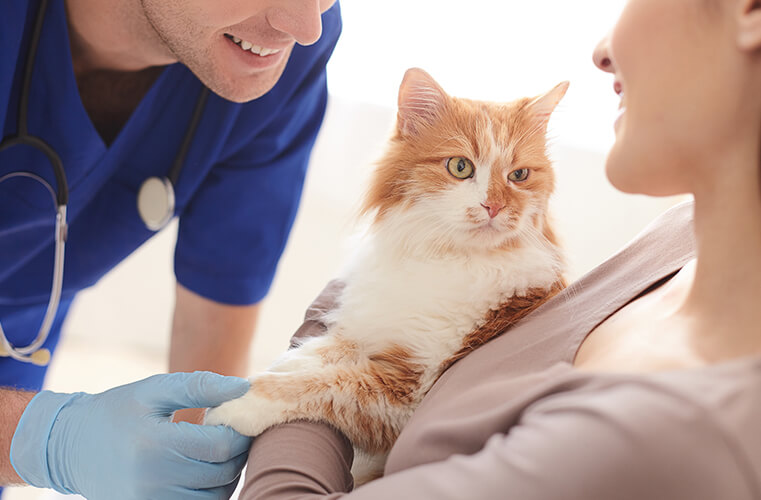 A kitten being held by a lady