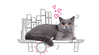 Cat sat on a shelf