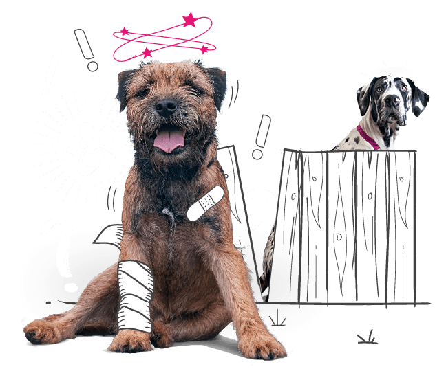 Do Puppies Have A Lot Of Accidents