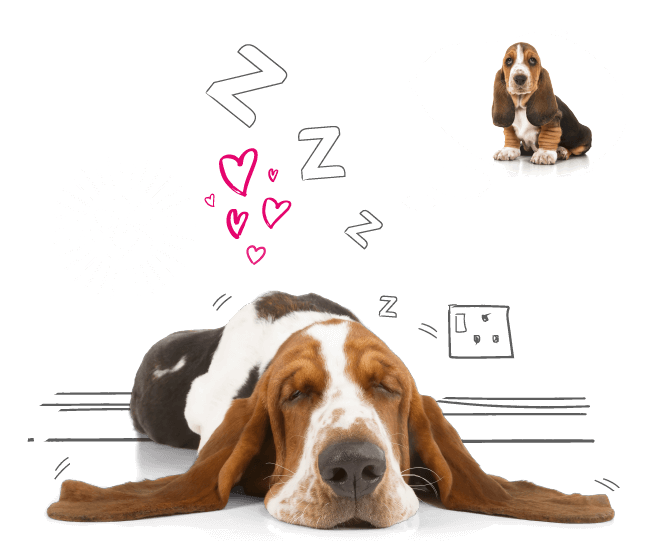 Illustration of a dog dreaming
