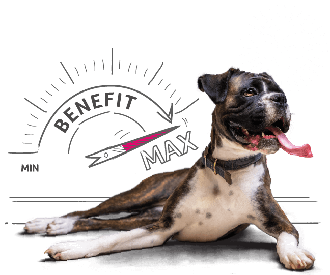 max-benefit-dog-insurance-get-a-quote-now-animal-friends