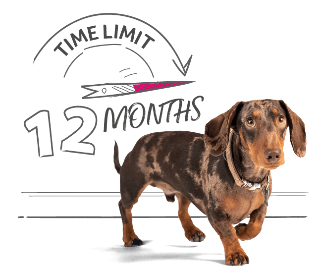 Time Limited Dog Insurance Get a Quote Now! Animal Friends