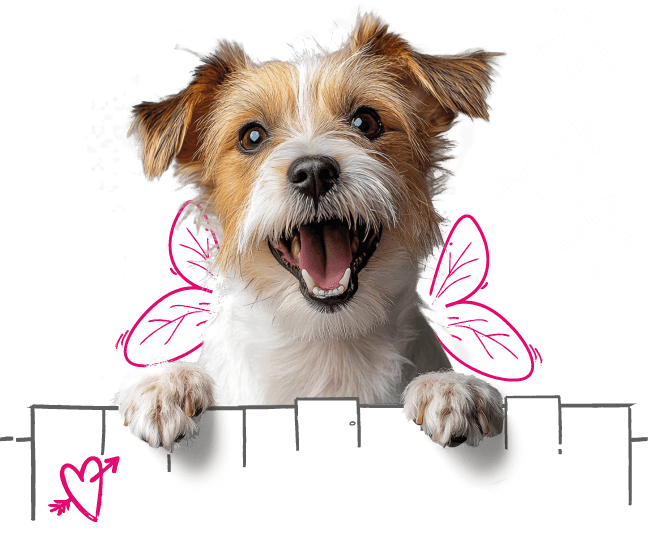 Animal Friends Dog Insurance