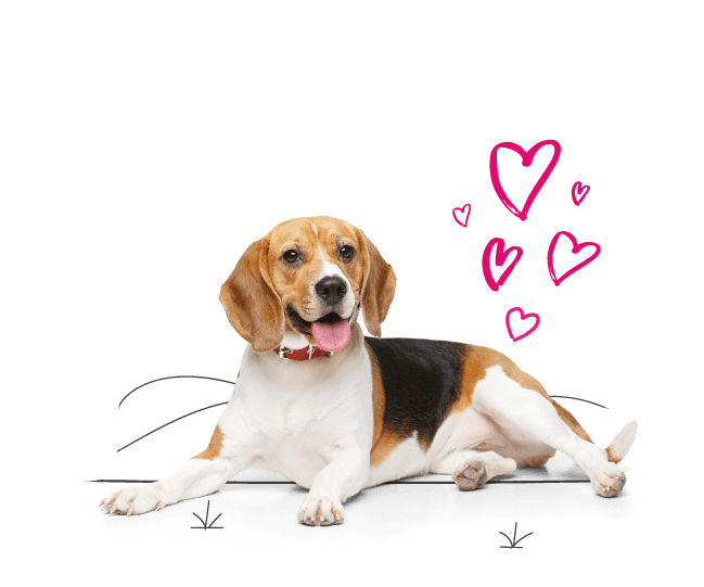 Are Beagles Friendly With Cats
