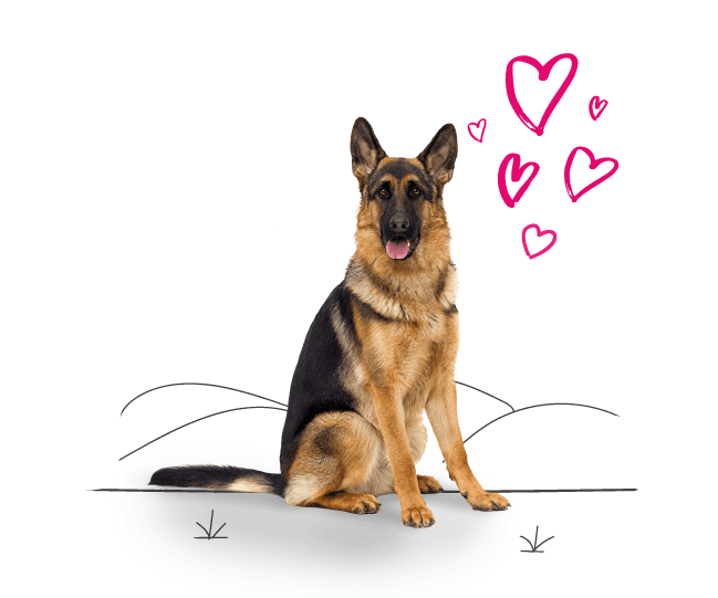 German Shepherd Insurance Quote Now! AwardWinning Pet Insurance