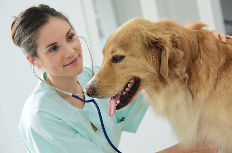 Dog being treated by a vet