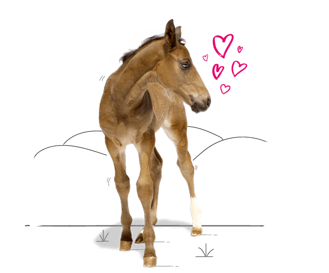 Photo illustration of a foal with love hearts