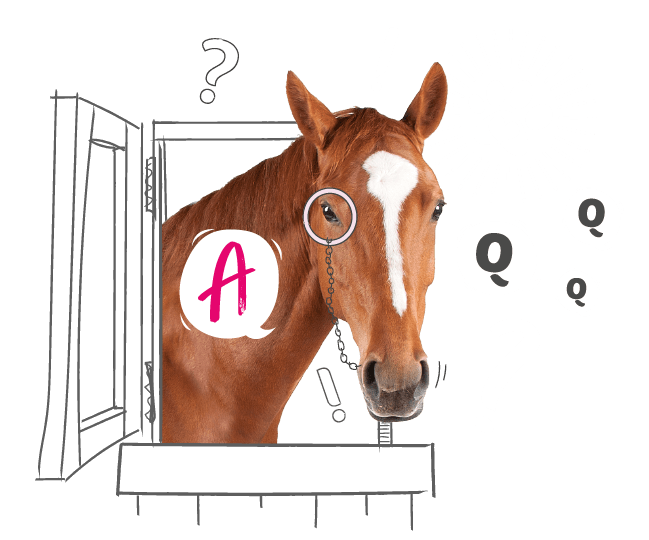 Horse looking through a stable door