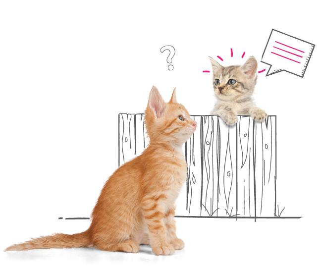 Photo illustration of 2 kittens