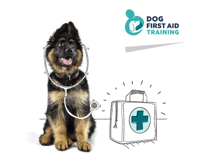 Dog and a first aid kit