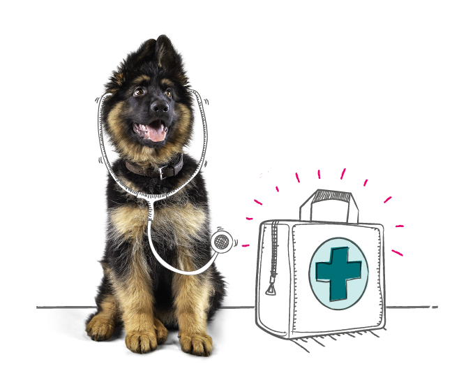 Dog and a first aid kit