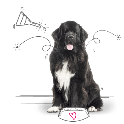 Photo of a dog on an illustrated background