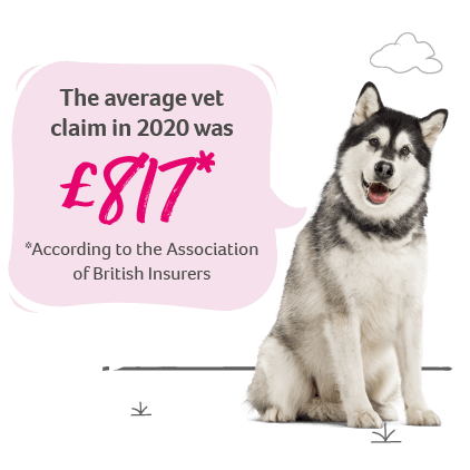 According to the Association of British Insurers the average pet insurance claim in 2020 was £817.