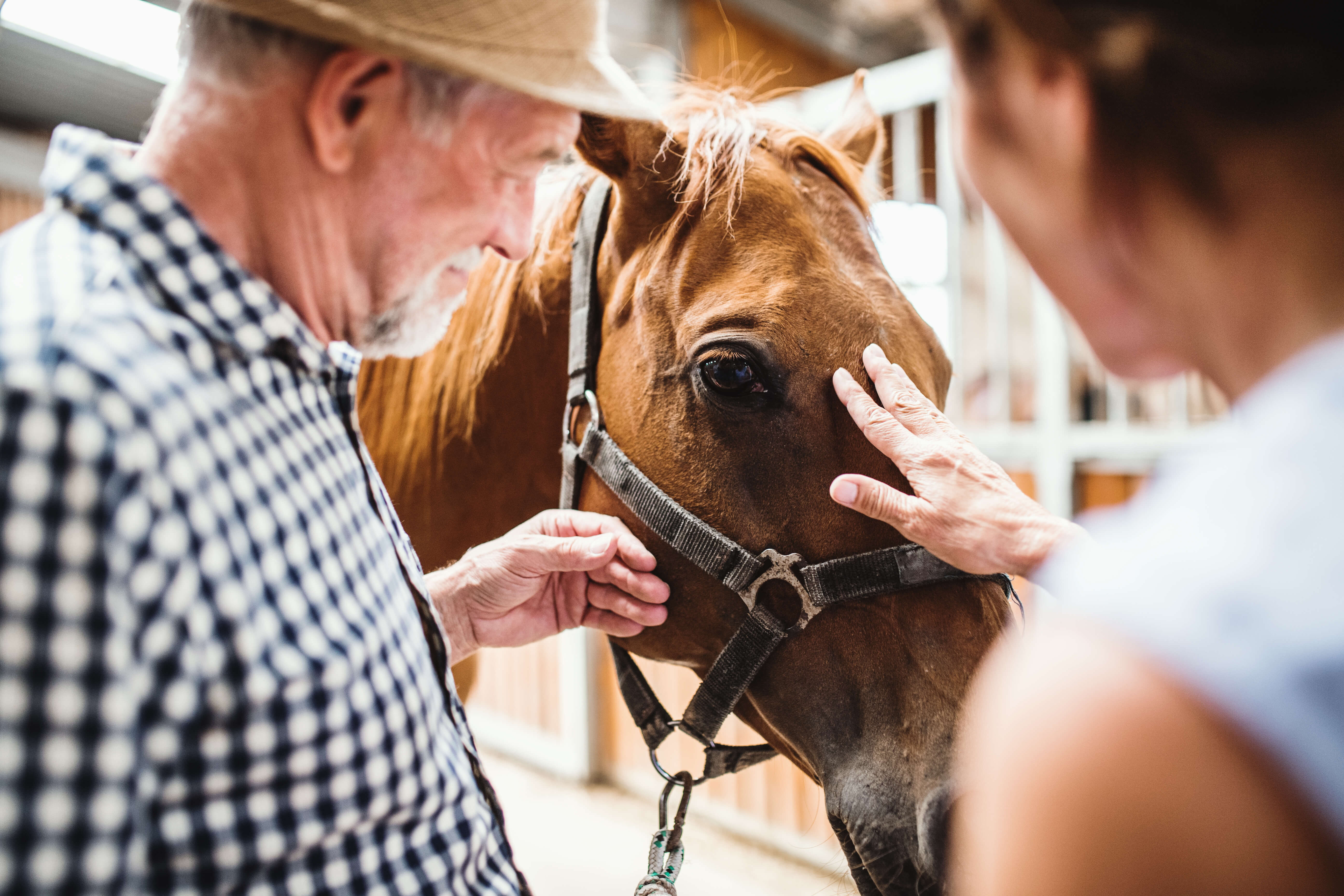Two people stroking a horse