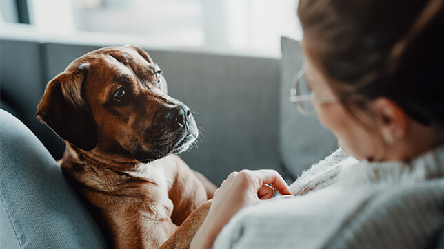 Image of a dog looking at its owner