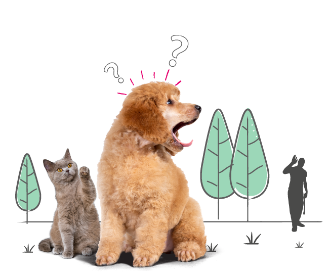 Dog theft prevention Animal Friends