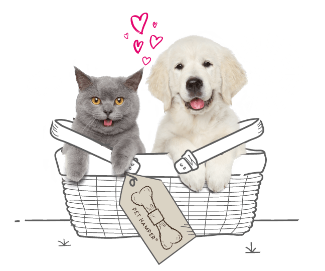 Dog and cat in a basket