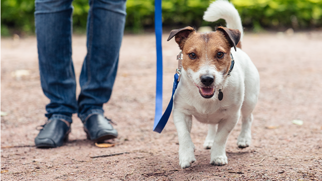 A Jack Russell Terrier out for a walk