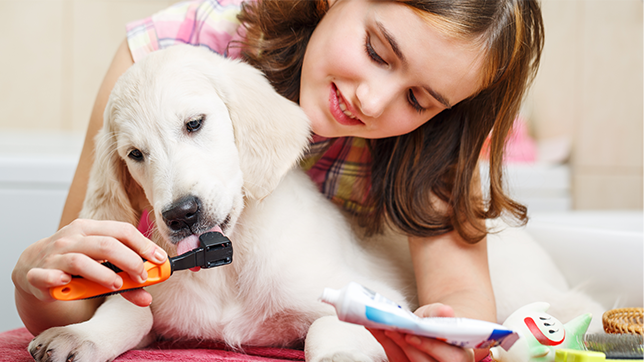 A dog is being introduced to a dog toothbrush and paste