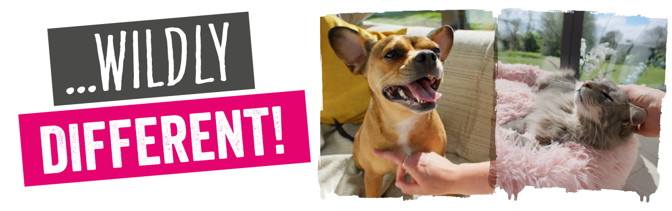 Banner with wildly different in grey and pink with an image of a dog and cat next to it