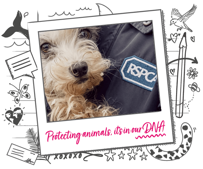 RSPCA Animal Friends