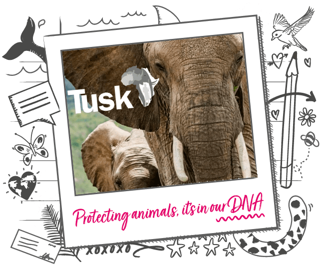 Image of elephants with the TUSK logo, on illustrated banner background