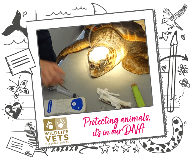 Image of turtle at vets, with Wildlife Vets logo on illustrated banner background