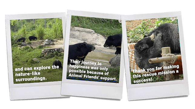 afi_fourpaws_images_article_bile_bear_story_triptic_8-copy.png