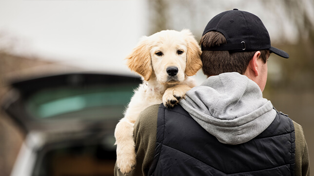 Pet theft