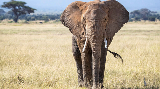 Elephant