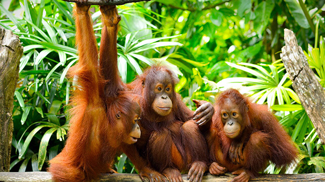 orangutans playing in a group