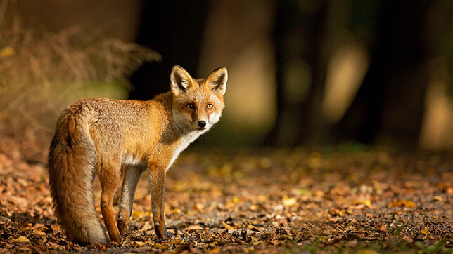 A fox at night