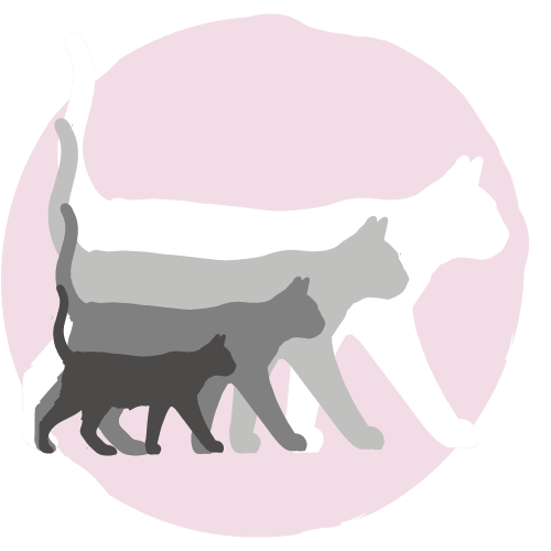Outlines of a cat growing from a kitten to an older cat